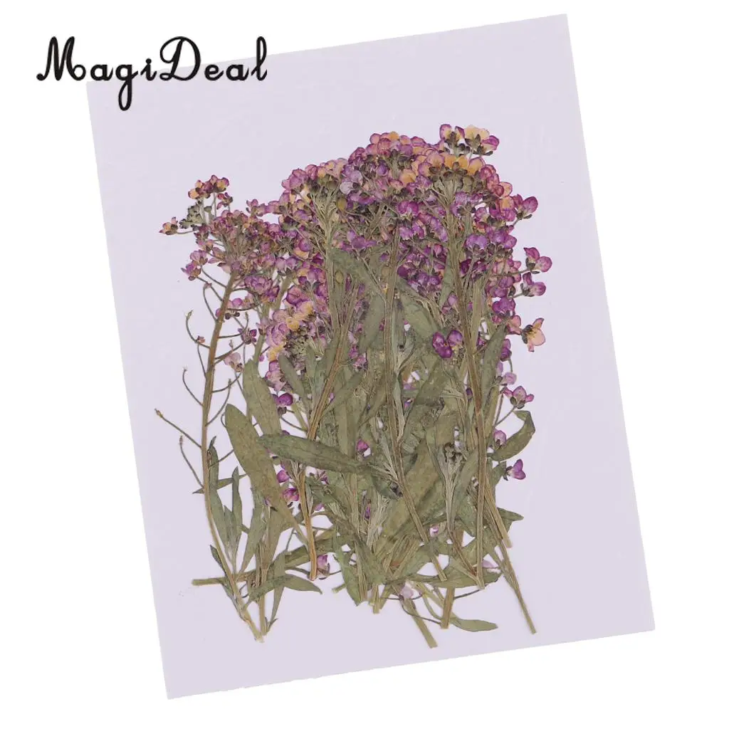 

20pcs 4-8cm Natural Alyssum Real Dried Flower Specimen for Jewelry Making DIY Bookmark Ornament Art Craft Phone Case Decoration