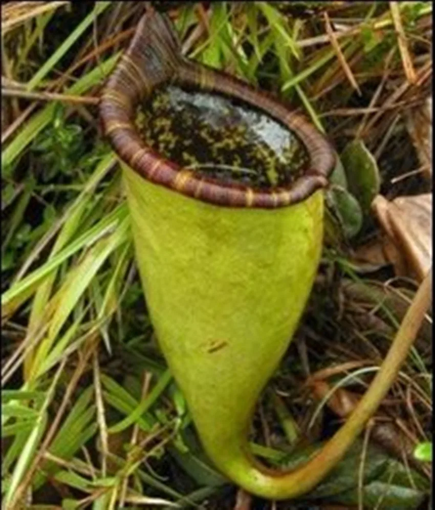 Insectivorous plants - exotic in your home Insectivorous plants - exotic in your home