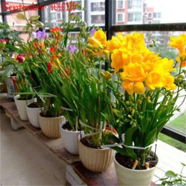 

2019 selling100 pcs Freesia Plant, Flowers Orchid Freesia High Quality Flower Plants for home Potted Garden Charming Flowering