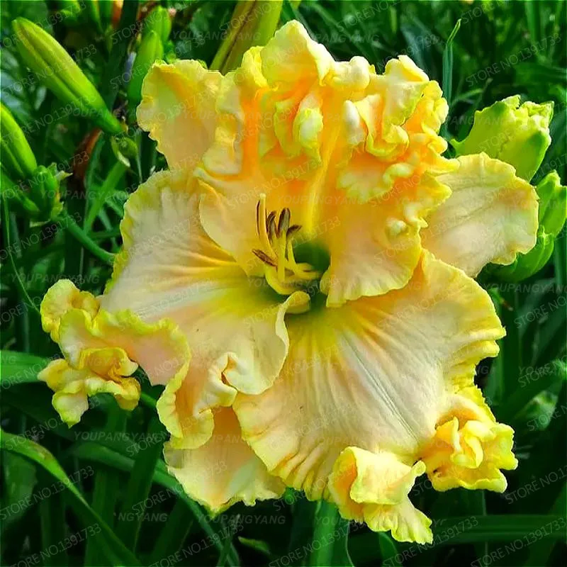 Bonsai 100pcs Daylily Flowers Rare Colour Hybrid Lily Chinese Herbal