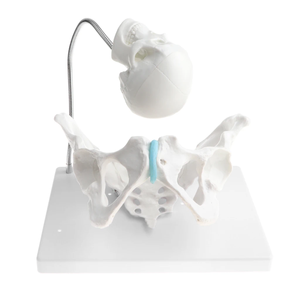 

Anatomical 1:1 Human Female Pelvis with Embryo Head Skeleton Model Medical Teaching Display Lab Supplies