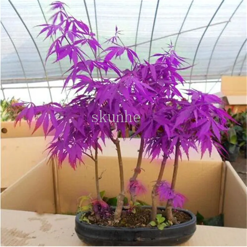 20pcs bonsai blue maple tree bonsai tree plants. rare sky blue japanese maple bonsai Balcony plants for home garden