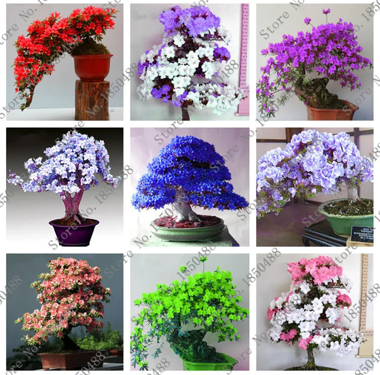 Sakura garden perinton coupons