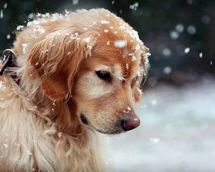 

5D DIY diamond embroidery painting dog in snow full square rhinestone diamond mosaic home decorative needlework diamant