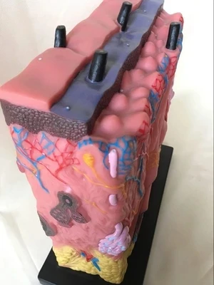 Dermal anatomy model Anatomy of the acne epidermis Medical teaching model of human body medicine