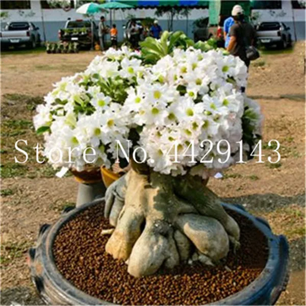 100 prawdziwa pustynia Róża Bonsai rośliny ozdobne balkon Bonsai doniczkowa kwiaty Drawf Adenium Obesum Bonsai-1 cząstki partia tanie i dobre opinie DIY roślina doniczkowa Kwitnące rośliny Roczne Mini duże małe średnie Wykluczone Bardzo proste Balkonem Wiosna 100 prawdziwa pustynia Róża Bonsai rośliny ozdobne balkon Bonsai doniczkowa kwiaty Drawf Adenium Obesum Bonsai-1 cząstki partia tanie i dobre opinie DIY roślina doniczkowa Kwitnące rośliny Roczne Mini duże małe średnie Wykluczone Bardzo proste Balkonem Wiosna