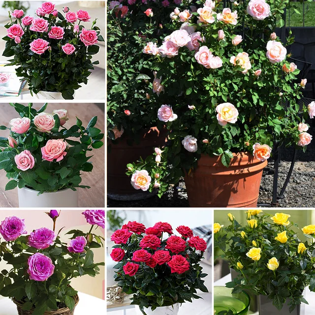 200 pz Mini Rose Bonsai Fiore Incredibilmente Beautiful Black Rose Bordo Rosso p 200 pz Mini Rose Bonsai Fiore Incredibilmente Beautiful Black Rose Bordo Rosso p