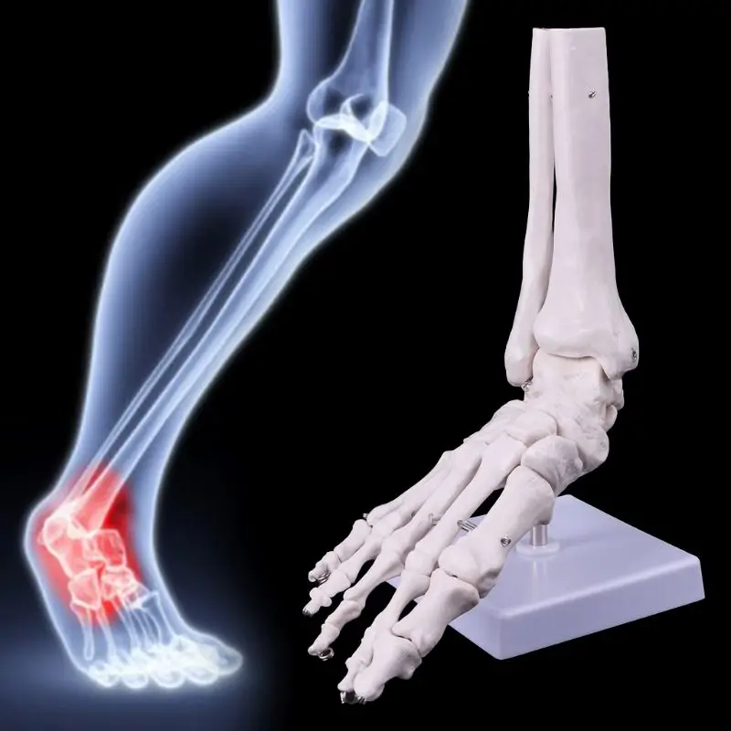 Жизнь Размер ноги голеностопного сустава анатомическая медицинская модель скелета Дисплей инструмент изучения 21x8x25 см