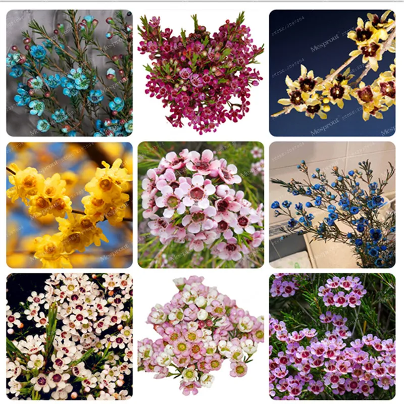 

Promotion Geraldton Wax Flower Bonsai Rare Bonsai Plants Home Garden Beautiful Garden Flower Bonsai Perennial Flowers 50 Pcs