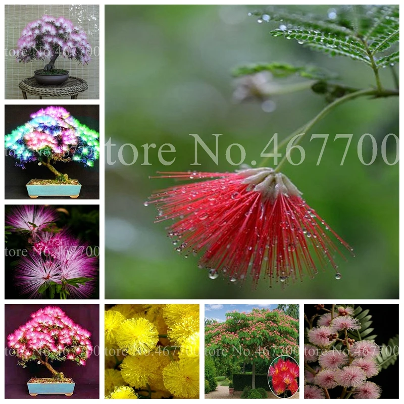 

20 pcs Bonsai Albizia Flower Bonsai Outdoor Blooming Mimosa Silk Tree For Flower Potted Plants Ornamental Plant For Home Garden