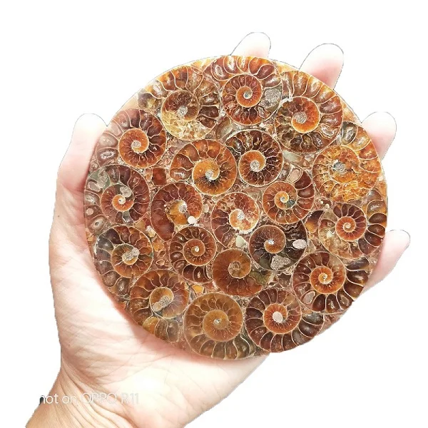 Ammonite Fossil Slice Plate Natura Shell a compassl MADAGASCAR FOSSIL SPECIMEN HEALING fashion wedding decoration - Цвет: 12cm