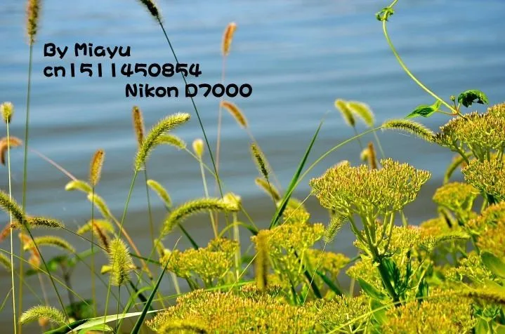 original_PGJj_134500003bb91191_conew1