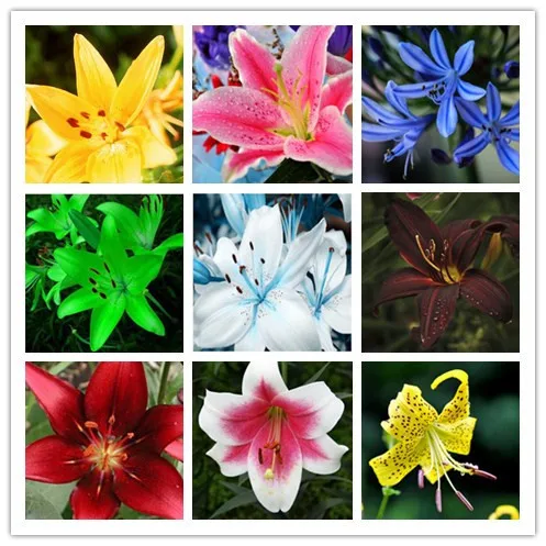 Free Shipping Perfume Lily Seeds Mixing Diffe Varieties Free Shipping Perfume Lily Seeds Mixing Diffe Varieties 100pcs Yellow White Red Pink Purple