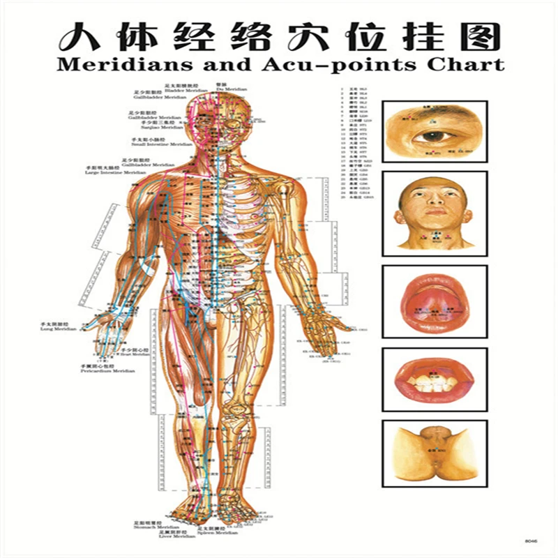 2017 Hot 7 pcs English Healthcare Human Acupuncture Wall Chart Diagram Foot Hand Head Ear Boby Acupuncture Meridian Chart