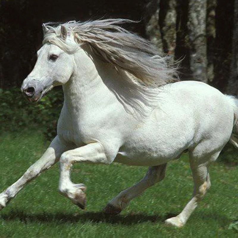 الحصان طماق PU حامي الحصان معدات ركوب الخيل في الهواء الطلق الرياضة واق ساق الفروسية سباق الخيل المعدات التبعي الحصان طماق PU حامي الحصان معدات ركوب الخيل في الهواء الطلق الرياضة واق ساق الفروسية سباق الخيل المعدات التبعي