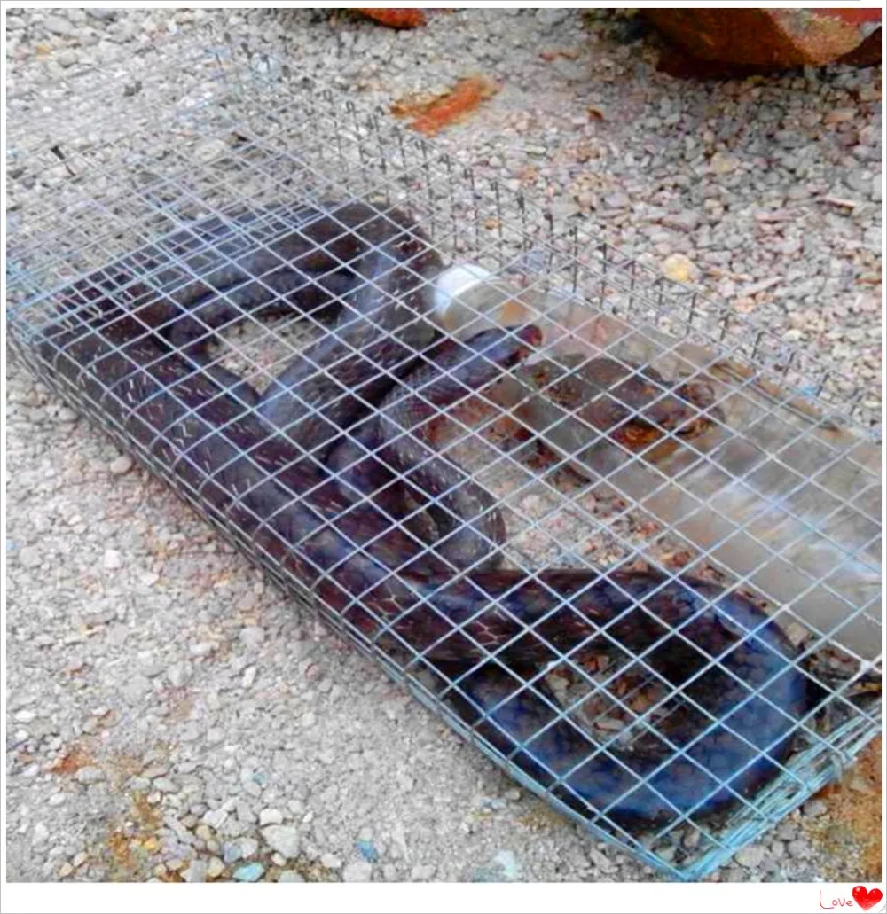 Buy Low Price Best Sell Snake trap/boa trap /python