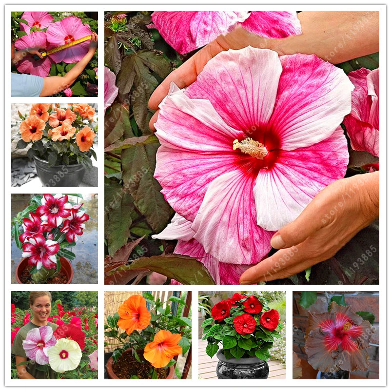 Online Buy Wholesale hibiscus plants from China hibiscus plants