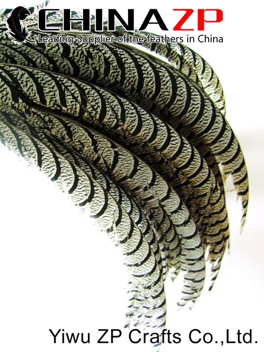 Natural ZEBRA Lady Amherst Pheasant Tail Feathers (6)