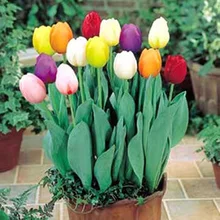 Tulips bulbs seed the four seasons simple paperback kind of green plant home garden bonsai seed
