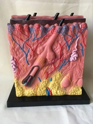 Dermal anatomy model Anatomy of the acne epidermis Medical teaching model of human body medicine