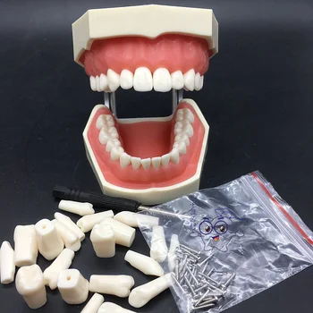 

28pcs Teeth Removable Tooth Model Dental Preparation Model Tooth Simulation Detachable EF Jaw Rack