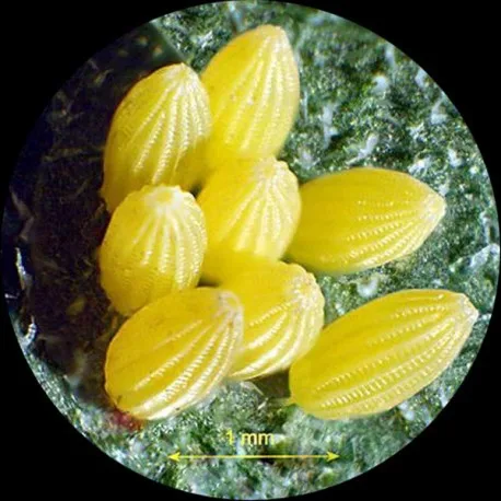 Bflyeggs1-microscope