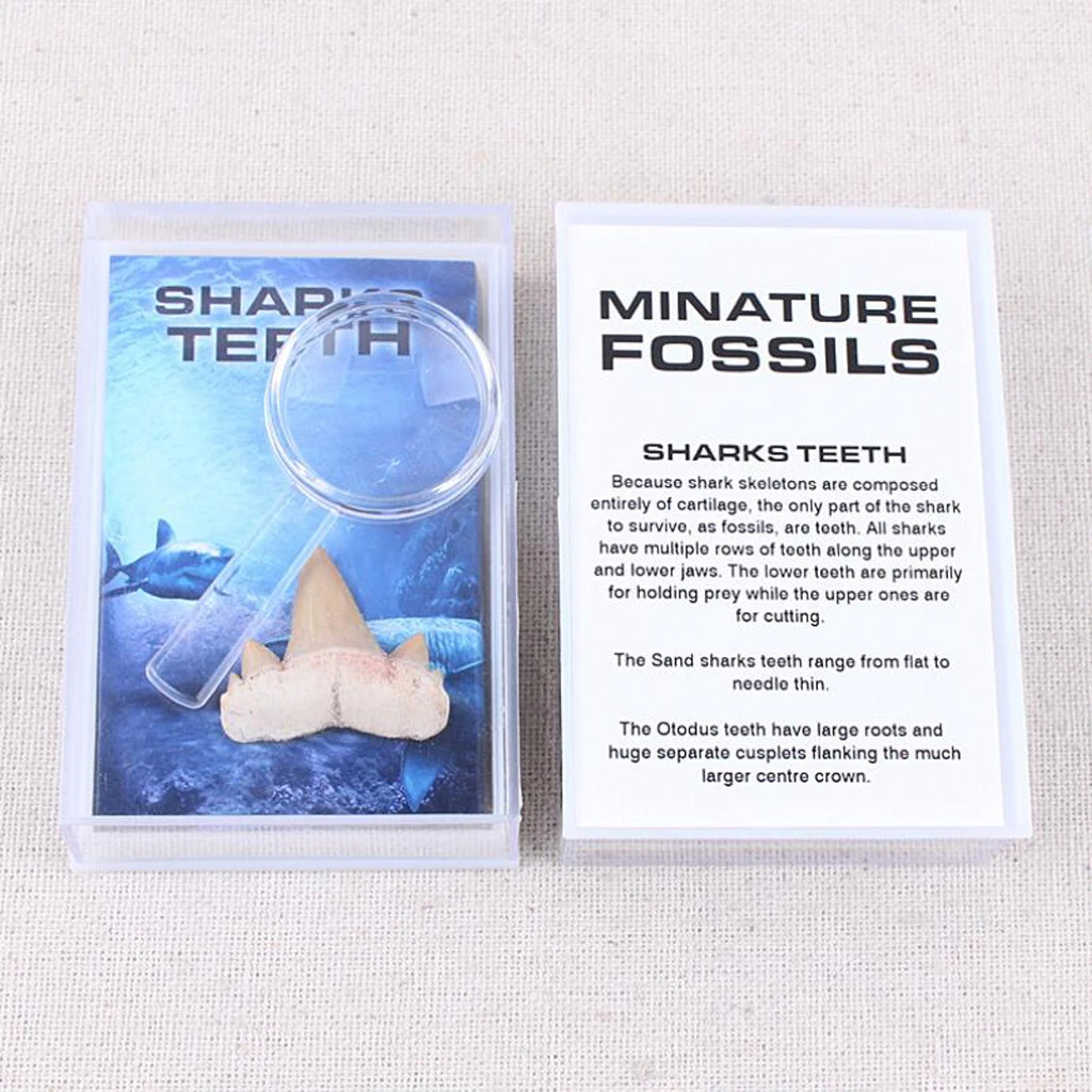 Rock Mineral Collection Shark Tooth Specimen PK506-2 Science Educational Toy