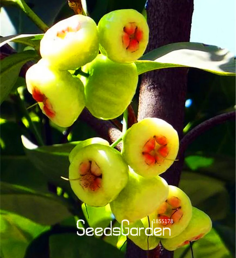 

Big Sale!100 PCS/bag rose apple Bonsai rare fruit Plantas for home garden planting easy grow,#BZ3J6T