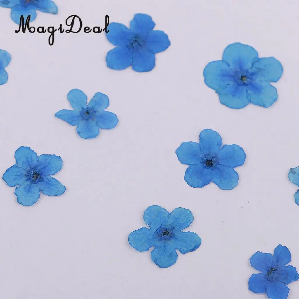12 Pieces Forget-Me-Not Real Dried Flower Embellishment for Resin Casting Phone Case Nail Art Decoration Blue White