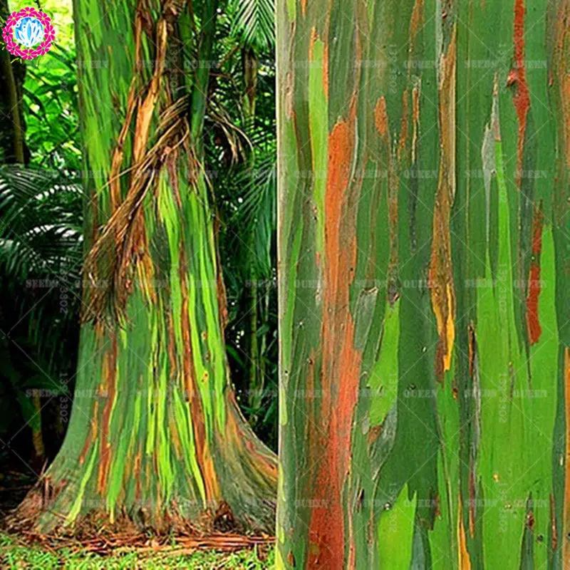 100 Pcs Seeds Rainbow Eucalyptus Deglupta Bonsai Showy Tropical Tree Plants Rare