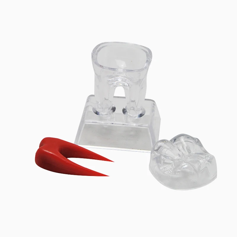  2016 NEW Arrival Dental Crystal Base Hard Plastic Teeth Tooth Molar Model Fit for Smile 