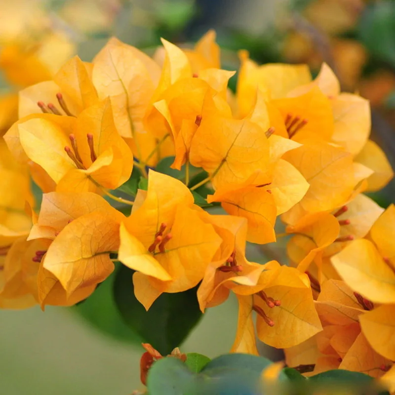 120 pcs/bag New Blooming Plants Yellow Bougainvillea Spectabilis Willd