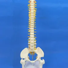 Человеческий череп анатомический Скелет анатомический позвоночник модель 45 см Сидящая Модель осанки esqueleto humano Анатомия с протезные зубы