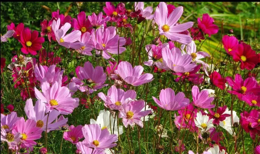 300 pcs Mixte Nain Cosmos Graines De Fleurs Pour La Maison Jardinage  Décoration Extérieure Bonsaï Plantation | AliExpress