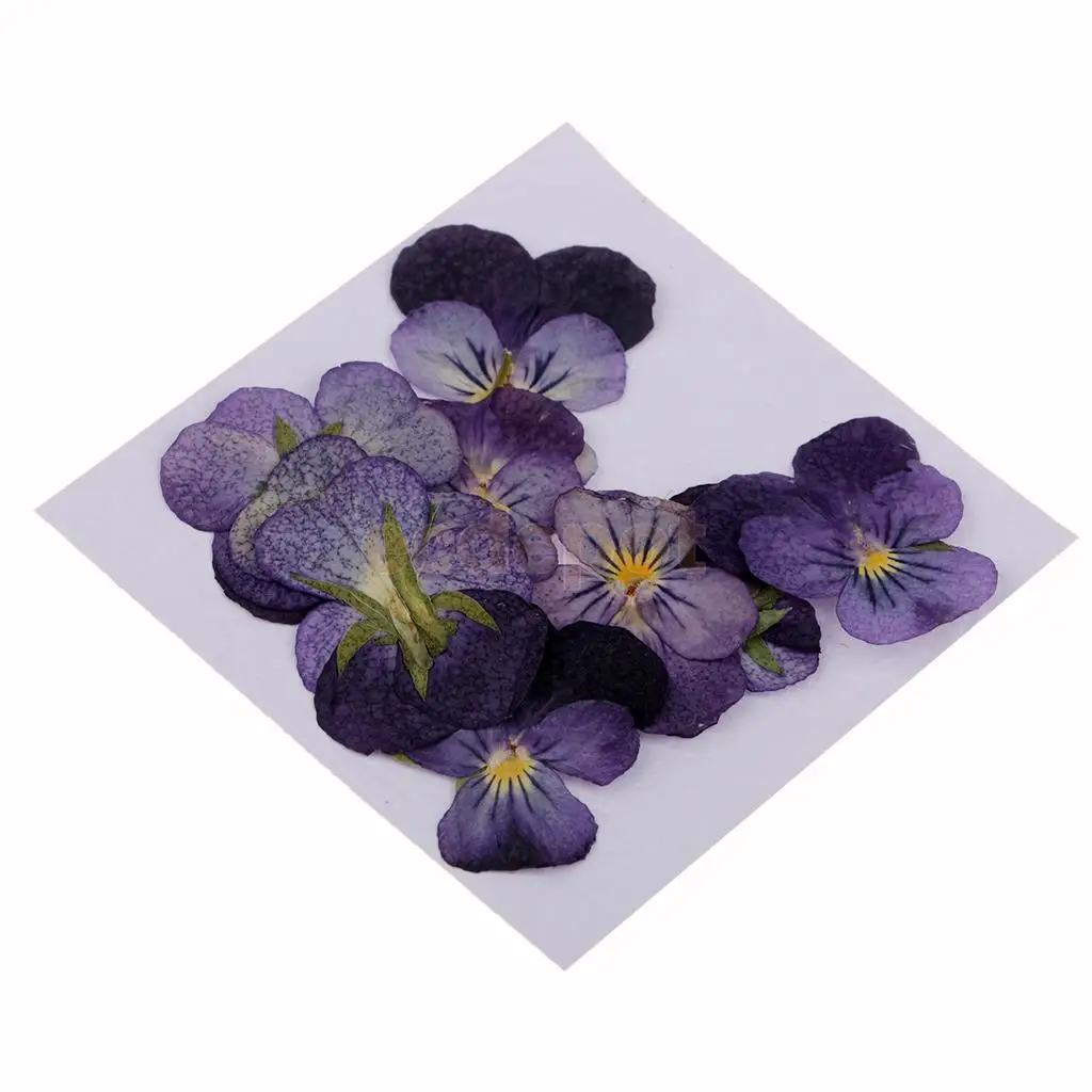MagiDeal 12 Pieces Pressed Natural Dried Flowers Violet Flower for Art Craft Scrapbooking handmade bookmarks craft accessories,