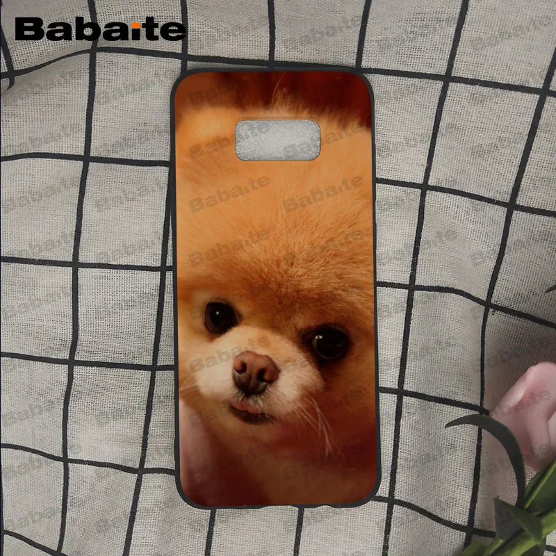 Pomeranian dogs puppy