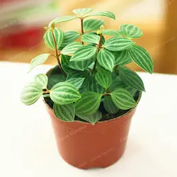 100 шт. Peperomia Tetragona карликовые деревья экзотический цветок карликовые деревья Дыня листья карликовые деревья украшения подарок домашний сад