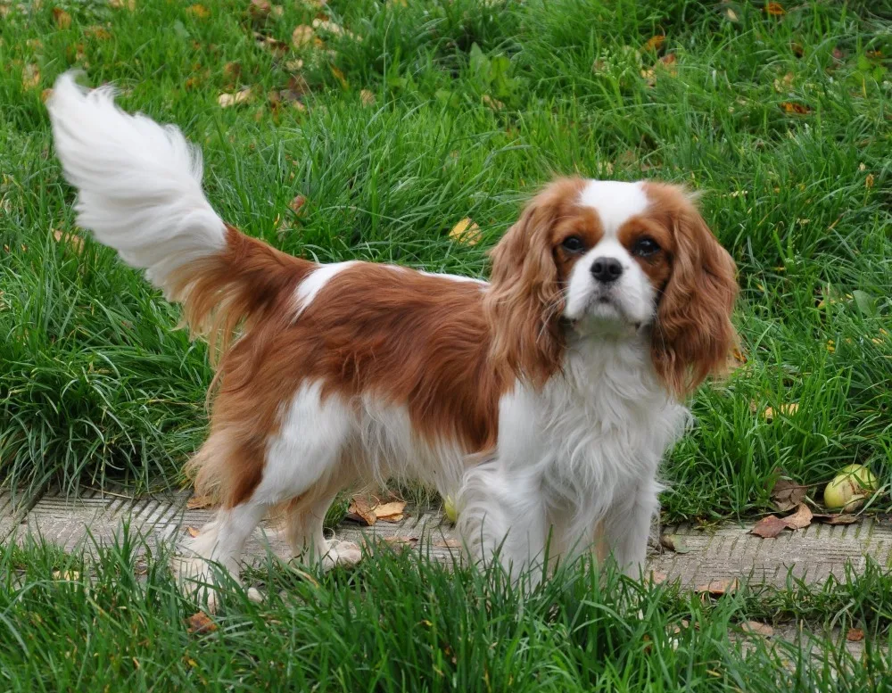 Animals___Dogs_Cavalier_King_Charles_spaniel_084314_