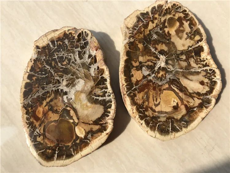 

2 pieces natural stones and minerals crystal woodstone fossil tree for coaster home decoration wooden tree fossil madagascar