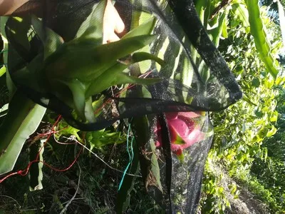 100PCS/Lot Garden Vegetable Grapes Pitaya Fruit Protection Bag Pouch Agricultural Pest Control Anti-Bird Black Mesh Bags