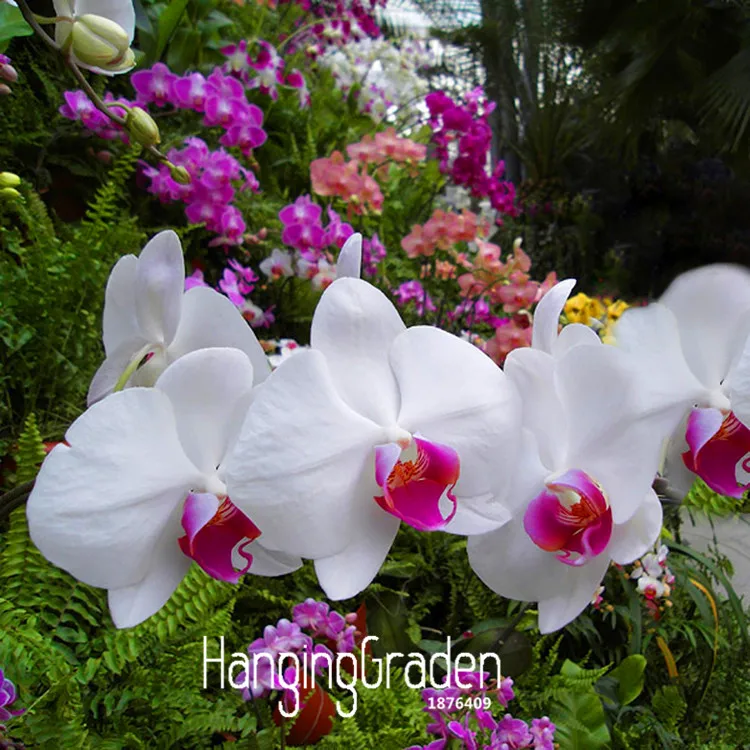 Акция потери! 200 шт Белый фаленопсис сад бабочка Орхидея Горшечное растение Комнатные цветы бонсай четыре сезона,# H2TFBJ
