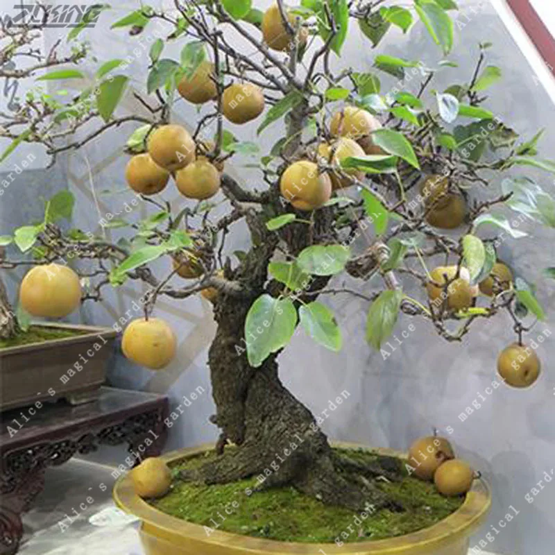 ZLKING 50 PCS Authentic Healthy Fruit Pear Bonsai Rare Organic Tasty