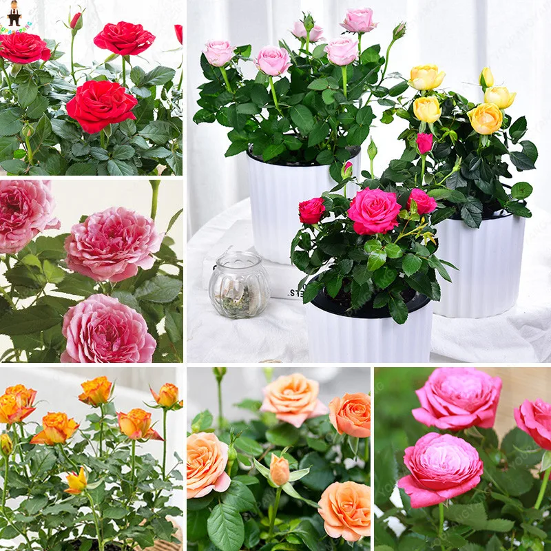 

mix rainbow Roses 100 Pcs/bag Germany Rare Dragon Rose Bonsai Flowering Plants For Diy Home Garden & Balcony