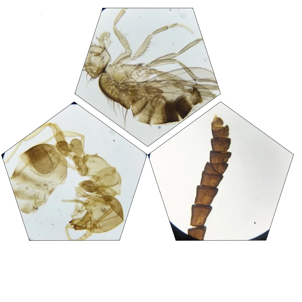 25PCS Prepared Insects Mosquito Housefly Honeybee Butterfly Chafer Specimen Scetion Microscope Slides for Biology Study