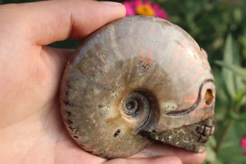 

1PCS 206g natural quartz crystal snail fossil skull healing carving A8