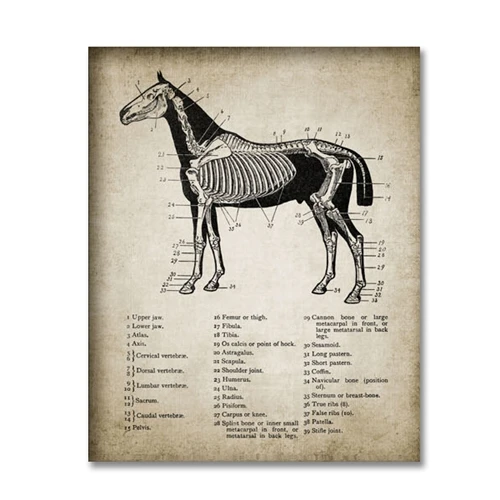 Винтажная анатомическая лошадь, холст, постеры, принт, Анатомия лошади, иллюстрация, настенная живопись, конные картины, домашний декор для стен - Цвет: PH1187