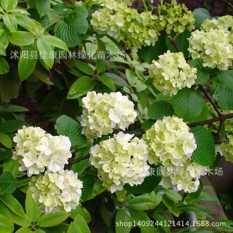 

Tree plant Hydrangea macrophylla hydrangea Hydrangea plant wooden hydrangea hydrangeaplant real photo 200g / Pack