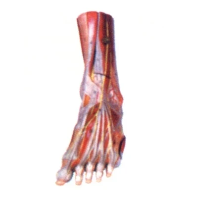 

foot Main vascular nerve model Human foot anatomical model 20*9*33cm free shipping