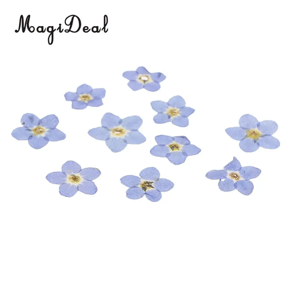 20pcs Natural Real Forget-me-not Flowers Pressed Dried Flowers Embellishments for Art Craft Jewelry Making