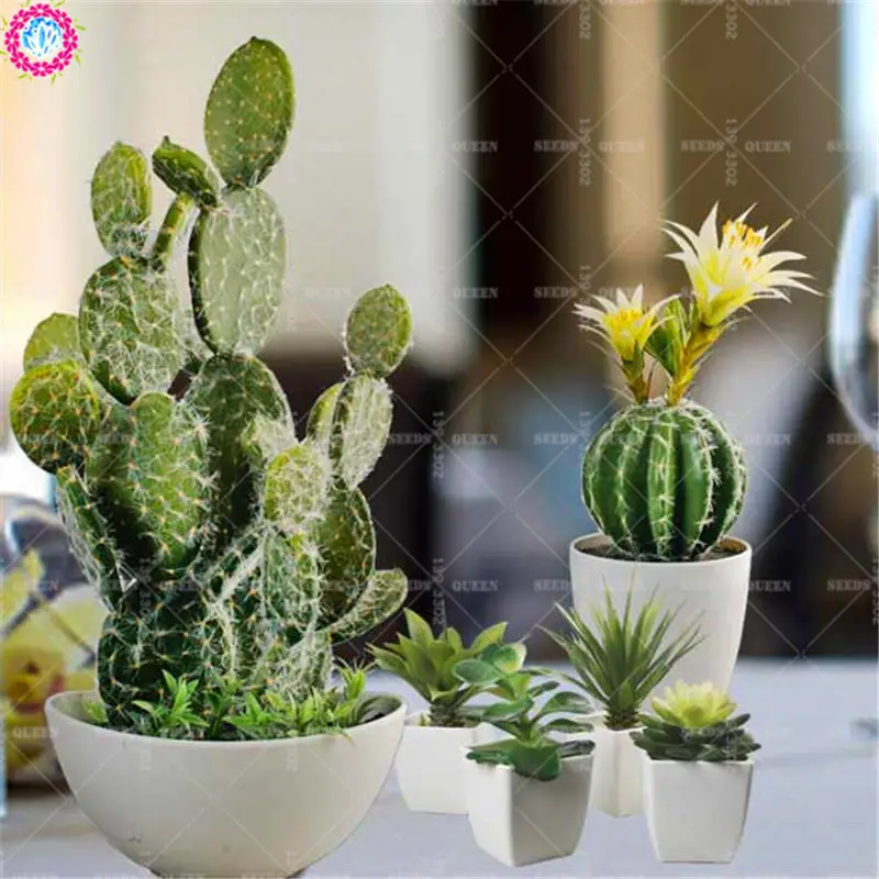 50pcs Mixed Cactus Real Prickly Pear Succulent Plant Lithops Bonsai Planting for DIY Home Garden Supplies Potted